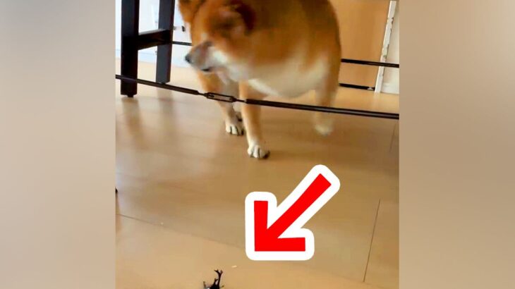 『カブトムシ』を犬に見せてみた結果…まさかの完全敗北？思わず笑ってしまう『予想外の反応』に反響「虫苦手なんか？」「完全にビビってるｗ」(ブログ)