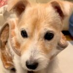目が見えなくなってから初めてトリミングをしたおばあちゃん犬→声をかけると…思わず泣ける『愛おしい反応』が25万再生「赤ちゃんみたい」(ブログ)