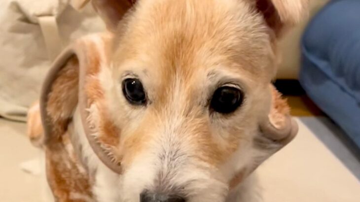 目が見えなくなってから初めてトリミングをしたおばあちゃん犬→声をかけると…思わず泣ける『愛おしい反応』が25万再生「赤ちゃんみたい」(ブログ)