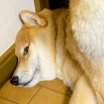 『散歩に行きたくない犬』VS『ハーネスをつけたい飼い主』→隅に追い詰めた結果…衝撃的な『抵抗の仕方』に1万いいね「笑ったｗ」「お尻ｗｗ」(ブログ)