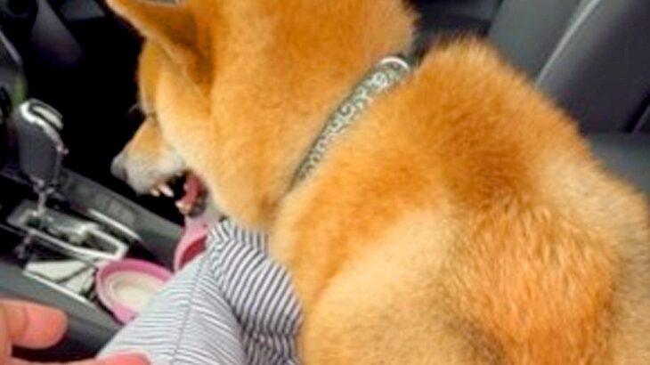 パパの抱っこが大嫌いな犬→強制的に持ち上げると…もはや別犬？まさかの『態度が豹変する光景』が346万再生「大好きやないかいｗ」「いい顔」(ブログ)