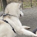 距離感がバグっているハスキー犬が『他の大型犬に絡んだ』結果…思った以上に『ドン引きされている光景』に18万いいね「陽キャすぎるｗ」と絶賛(ブログ)