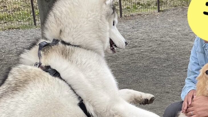 距離感がバグっているハスキー犬が『他の大型犬に絡んだ』結果…思った以上に『ドン引きされている光景』に18万いいね「陽キャすぎるｗ」と絶賛(ブログ)