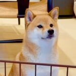 ワガママばかり言う犬が『いつもは優しいママに叱られた』結果…ちょっとだけ反省する光景が7万再生「パパとの差ｗ」「お利口すぎ」と絶賛の声(ブログ)