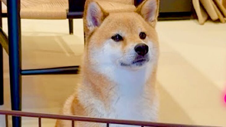 ワガママばかり言う犬が『いつもは優しいママに叱られた』結果…ちょっとだけ反省する光景が7万再生「パパとの差ｗ」「お利口すぎ」と絶賛の声(ブログ)