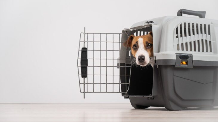 犬が『クレート』に慣れるための方法2つ　暮らしで役立つ必要性からトレーニングのコツまで(ブログ)
