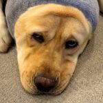 お風呂の後に『バスローブ』を着た大型犬→思っているのと違う『可愛すぎる着方』に2万4000いいね集まる「可愛いｗｗ」「男前アザラシ」(ブログ)