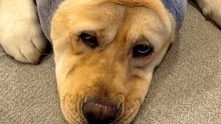 お風呂の後に『バスローブ』を着た大型犬→思っているのと違う『可愛すぎる着方』に2万4000いいね集まる「可愛いｗｗ」「男前アザラシ」(ブログ)