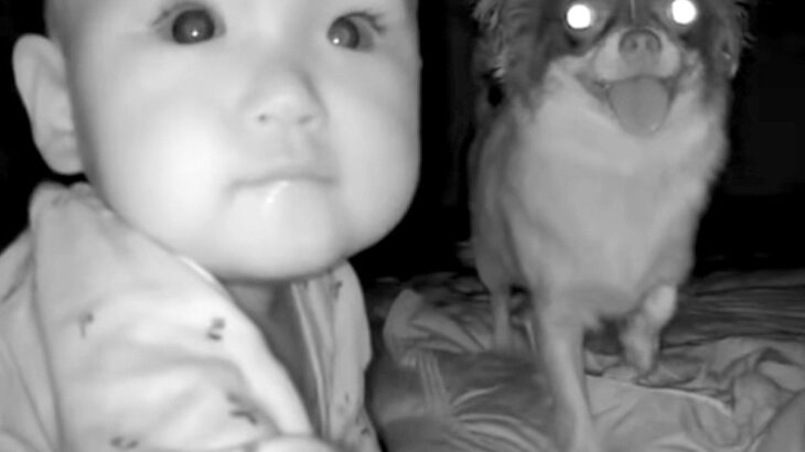 『寝かしつけたはずの赤ちゃん』をモニターで確認したら、犬と一緒に…信じられないほど尊い『まさかの光景』が103万再生「最高な友達」と反響(ブログ)