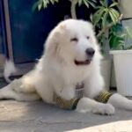 5年間、一度も病院に行かなかった『寝たきりの超大型犬』を保護…涙が止まらない『一生懸命に頑張る光景』が39万再生「表情が…」「感動」(ブログ)