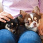 犬が飼い主の『膝の上に勝手に乗る』理由　信頼関係がないから乗ってくるって本当なの？(ブログ)