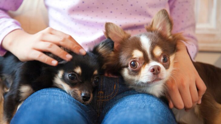 犬が飼い主の『膝の上に勝手に乗る』理由　信頼関係がないから乗ってくるって本当なの？(ブログ)