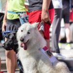 犬と楽しくできる『ドッグスポーツ』4選　運動しながら絆が深まる？おすすめの競技をご紹介(ブログ)