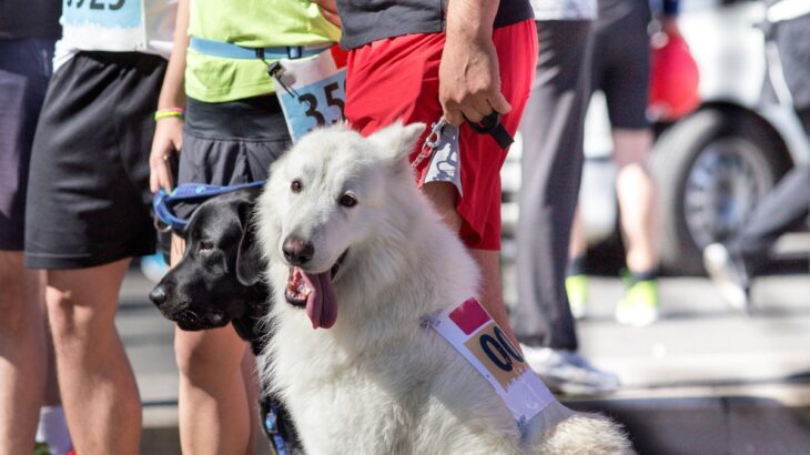 犬と楽しくできる『ドッグスポーツ』4選　運動しながら絆が深まる？おすすめの競技をご紹介(ブログ)