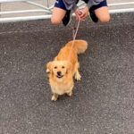 入院中、面会禁止の息子が大型犬と一緒に会いに来てくれて…涙あふれる『窓際から見えた光景』が1129万再生「愛が伝わる」「特効薬」と感動(ブログ)