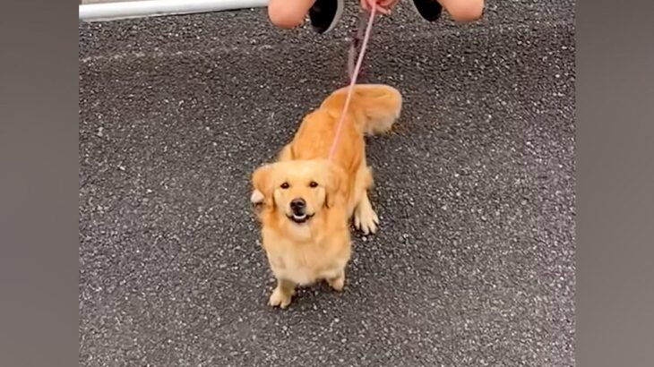 入院中、面会禁止の息子が大型犬と一緒に会いに来てくれて…涙あふれる『窓際から見えた光景』が1129万再生「愛が伝わる」「特効薬」と感動(ブログ)