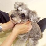 実家にいたパパが４日ぶりに帰宅→犬が待ち構えていて…涙が出るほど愛おしい『熱烈大歓迎』に反響「スキンシップ長くて可愛い」「嬉しいね」(ブログ)