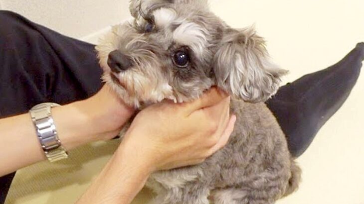 実家にいたパパが４日ぶりに帰宅→犬が待ち構えていて…涙が出るほど愛おしい『熱烈大歓迎』に反響「スキンシップ長くて可愛い」「嬉しいね」(ブログ)