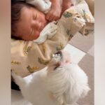 初対面の赤ちゃんを怖がり震えていた犬→だんだん距離が近づいて、現在は…尊すぎる『本当のお姉ちゃんのような光景』に反響「キュンとした」(ブログ)