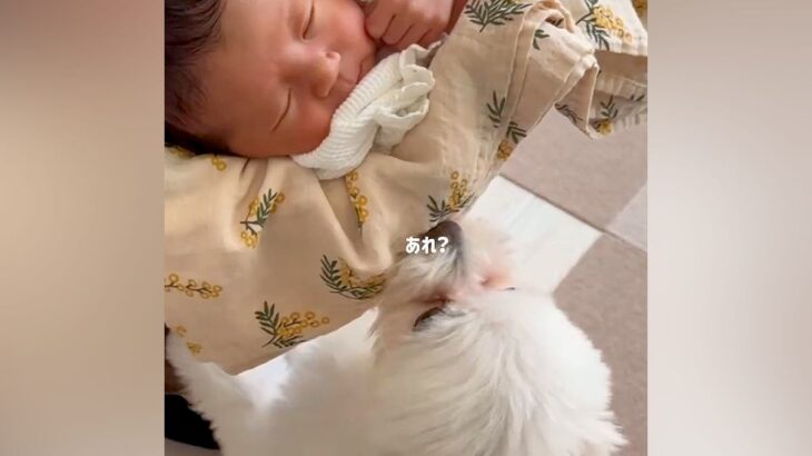 初対面の赤ちゃんを怖がり震えていた犬→だんだん距離が近づいて、現在は…尊すぎる『本当のお姉ちゃんのような光景』に反響「キュンとした」(ブログ)