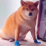 犬の肉球を保護するため『靴を履かせた』結果→まるでアニメのような『まさかの歩き方』が話題「笑っちゃったｗ」「踊ってるみたい」と反響(ブログ)