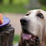 犬に絶対NGな『果物の種』5選　誤食してしまったときにまずやるべきこととは？(ブログ)