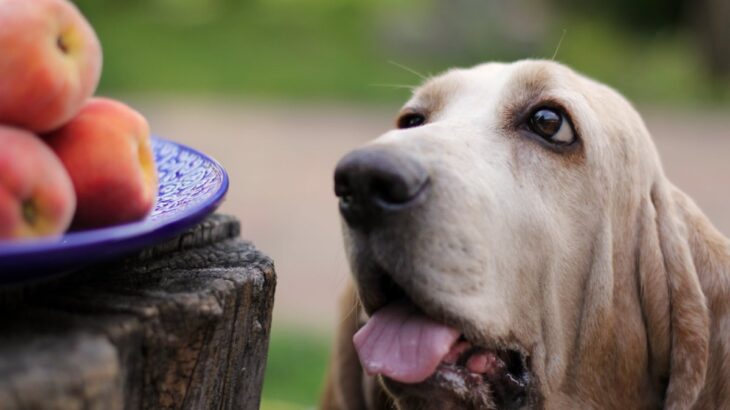 犬に絶対NGな『果物の種』5選　誤食してしまったときにまずやるべきこととは？(ブログ)