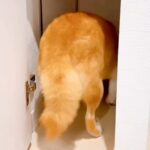 突然『雷』が鳴り、怖がってしまった犬が…抱きしめたくなるほど愛おしい『まさかの対処方法』が78万再生「表情が…」「守りたくなる」と反響(ブログ)