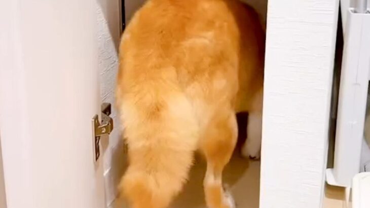突然『雷』が鳴り、怖がってしまった犬が…抱きしめたくなるほど愛おしい『まさかの対処方法』が78万再生「表情が…」「守りたくなる」と反響(ブログ)