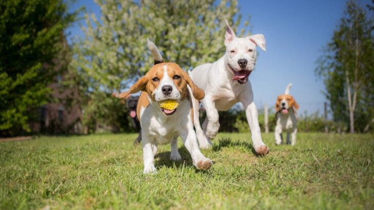 犬に『ストレス発散』してもらう方法４選　今日からできる気分転換の方法までご紹介(ブログ)