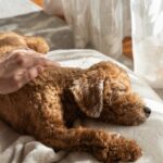 老犬から変わったニオイがする原因４つ　健康に問題がある可能性も？改善策まで解説(ブログ)