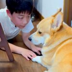 大好きなお兄ちゃんが1泊2日の外出→察した犬が…切ないお別れの光景と『再会の瞬間』が素敵すぎると9万再生「胸がキュンとした」「優しい」(ブログ)