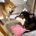母犬にタオルを取られた息子犬→怒りが収まらず…あまりにも尊い『親子喧嘩の光景』が19万再生「見事なコーラスｗ」「ずっと見てたい」と反響(ブログ)