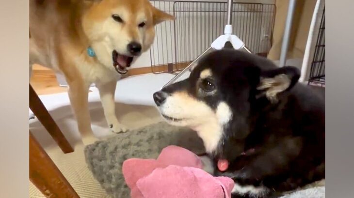 母犬にタオルを取られた息子犬→怒りが収まらず…あまりにも尊い『親子喧嘩の光景』が19万再生「見事なコーラスｗ」「ずっと見てたい」と反響(ブログ)