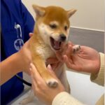 病院で『はじめての注射』をうける子犬→暴れるかなと思ったら…お利口さんすぎる光景に26万再生の反響「かわいい！えらい！」「頑張ったね」(ブログ)
