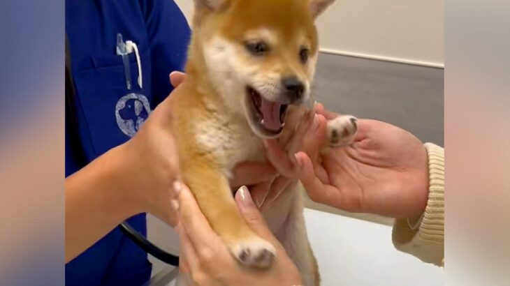 病院で『はじめての注射』をうける子犬→暴れるかなと思ったら…お利口さんすぎる光景に26万再生の反響「かわいい！えらい！」「頑張ったね」(ブログ)