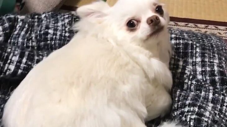 夜、家族みんなと一緒で幸せそうな犬→パパが先に寝ようとした結果…別犬かと思うほどの『態度の変化』が18万再生「まじで天使」と絶賛(ブログ)