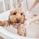 犬の皮膚ケアについて｜フケやかゆみの原因から正しいお手入れ方法まで【獣医が解説】(ブログ)
