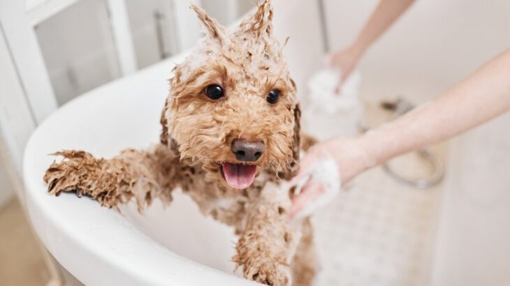 犬の皮膚ケアについて｜フケやかゆみの原因から正しいお手入れ方法まで【獣医が解説】(ブログ)