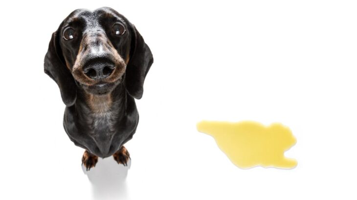 犬が『うれしょん』してしまう心理４選　漏らしてしまう理由や具体的な改善方法まで解説(ブログ)
