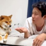 ベッドで犬たちと『OLごっこ』した結果…まるでコントのような『仕方なく付き合ってあげる光景』が190万再生「解像度高すぎ」「同期かな？」(ブログ)