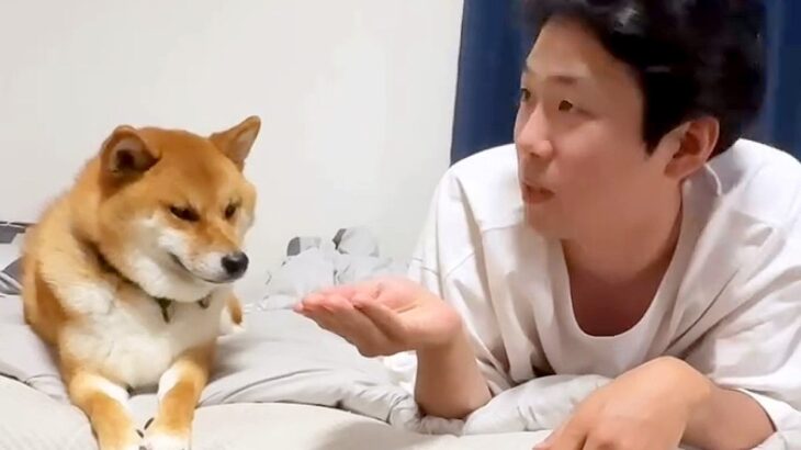 ベッドで犬たちと『OLごっこ』した結果…まるでコントのような『仕方なく付き合ってあげる光景』が190万再生「解像度高すぎ」「同期かな？」(ブログ)