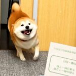 テンションMAXな犬に『病院の診察券』を見せた瞬間…まさかの『人間のような反応』が1100万再生「スンッｗ」「目そらすの草」現在の光景も(ブログ)