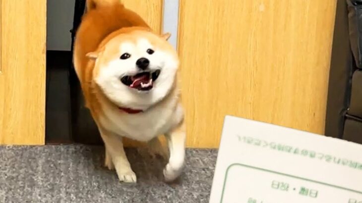 テンションMAXな犬に『病院の診察券』を見せた瞬間…まさかの『人間のような反応』が1100万再生「スンッｗ」「目そらすの草」現在の光景も(ブログ)