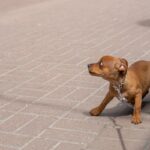 『犬を怖がらせてしまう人』に共通する特徴6つ　怯えてしまう理由から仲良くなるためのコツまで(ブログ)