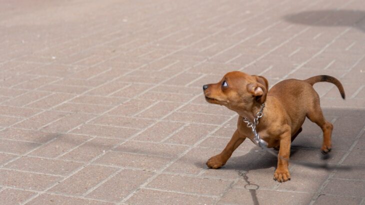『犬を怖がらせてしまう人』に共通する特徴6つ　怯えてしまう理由から仲良くなるためのコツまで(ブログ)