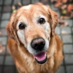 シニア犬に喜んでもらうためにできること5つ　習慣づけておきたい理由やコツをご紹介(ブログ)