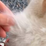 ズボズボ抜ける柴犬の毛→気持ちよくて抜きまくっていたら…『衝撃の毛量』と『まさかの展開』が535万再生「最後爆笑したｗ」「むりｗｗｗ」(ブログ)