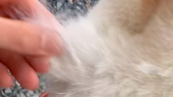 ズボズボ抜ける柴犬の毛→気持ちよくて抜きまくっていたら…『衝撃の毛量』と『まさかの展開』が535万再生「最後爆笑したｗ」「むりｗｗｗ」(ブログ)