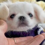 可愛らしい赤ちゃん犬をお迎え→たったの2分後…帰りの車内で見せた『破壊力が高すぎる行動』が170万再生「ほっぺたまらん…」「愛おしい」(ブログ)